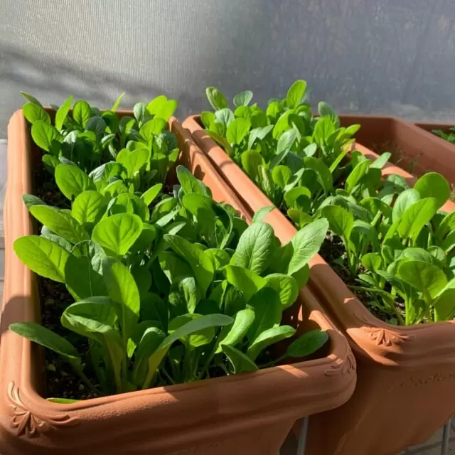 サラリーマンでもできる ハーブや野菜を家庭菜園で自家栽培 おったんの日記 Wotablog