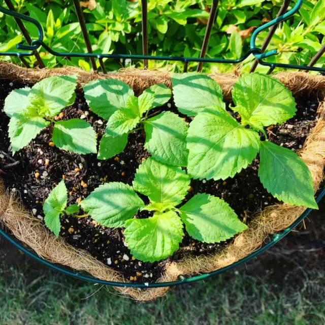サラリーマンでもできる ハーブや野菜を家庭菜園で自家栽培 おったんの日記 Wotablog