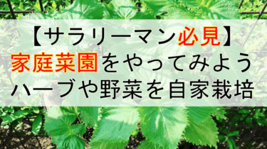 【サラリーマンでもできる】ハーブや野菜を家庭菜園で自家栽培！