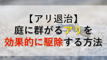 【殺虫剤不要】庭やベランダに群がる大量のアリの巣を効果的に駆除する方法
